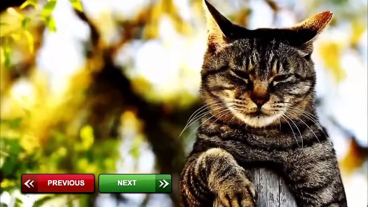 A Cute Raccoon And Funny Raccoon Videos Compilation || NEW HD