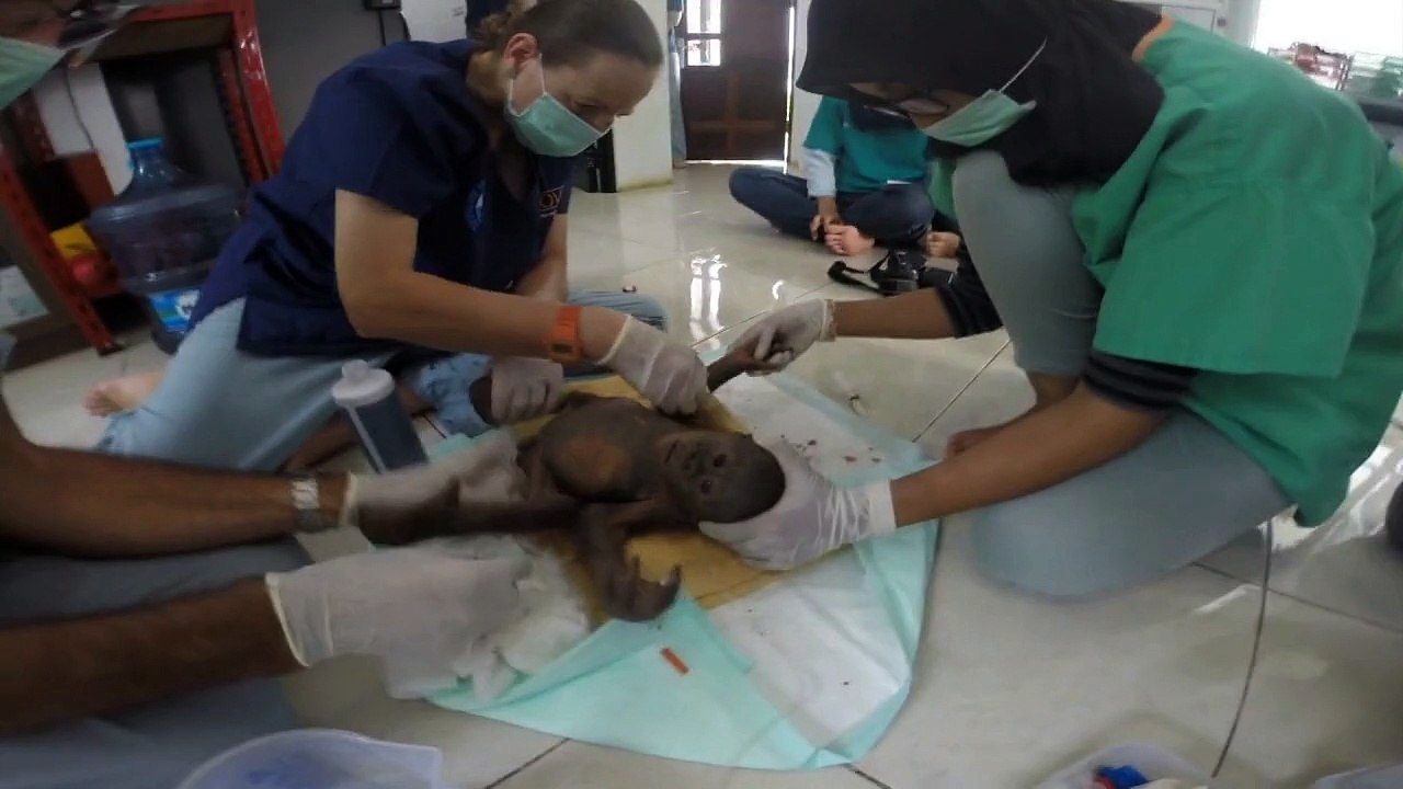 Armes Affenbaby findet neuen Freund