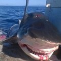 7 Metrelik Köpek Balığı Denizde Korku Dolu Anlar Yaşattı