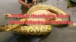 Biggest Anaconda Snake Attack Man Caught On Tape - Giant Anaconda attack Human Real