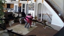 Un chiot fait de la voltige