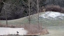 Un coyote joue avec un ballon