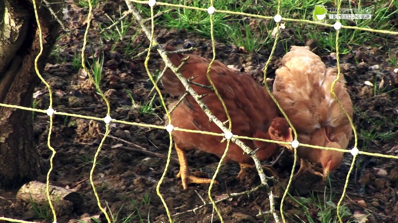 Rencontre d'un éleveur - Nicolas Petit - La Ferme en Coton