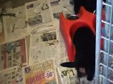 vidéo des chiots rottweiler  de Irma Du Bon Limier