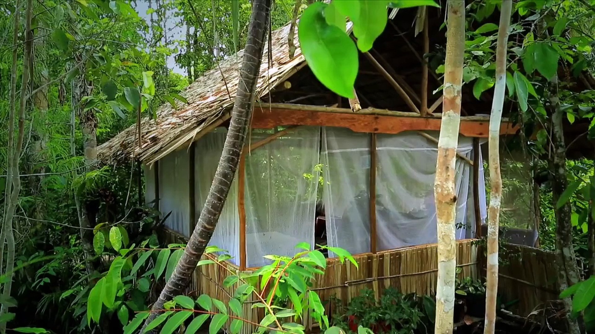 Best Travel Destinations: Tanjung Puting Pangkalbun, Wonderful Indonesia