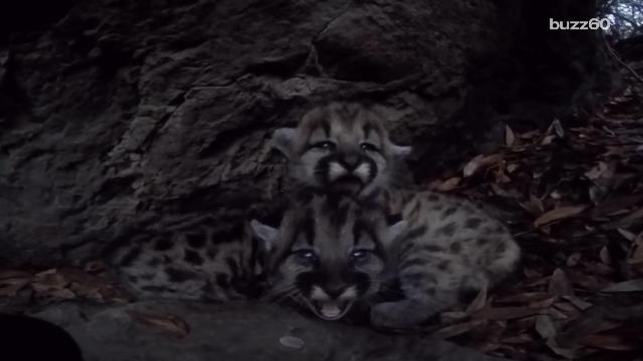 Adorable baby mountain lions trying to act tough will give you all the feels