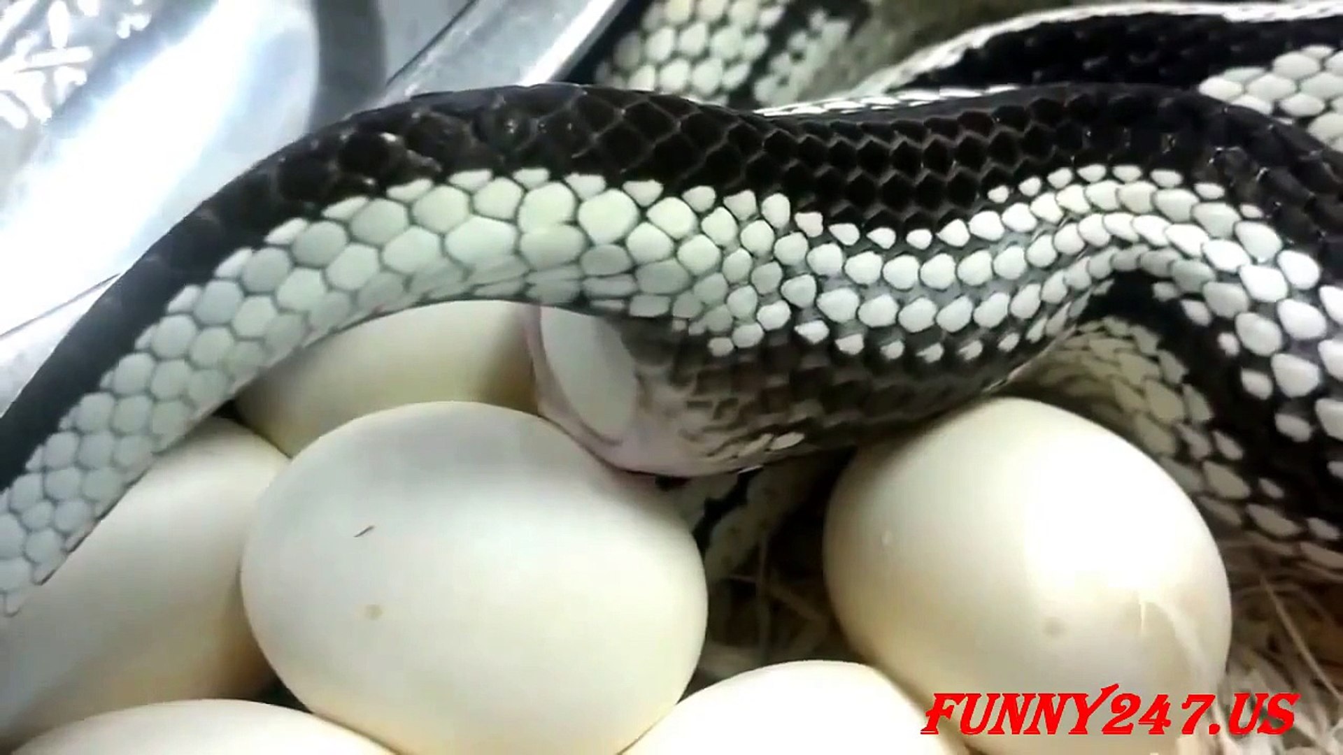 Видео яйца змеи. Змеиные яйца. Гадючьи яйца.