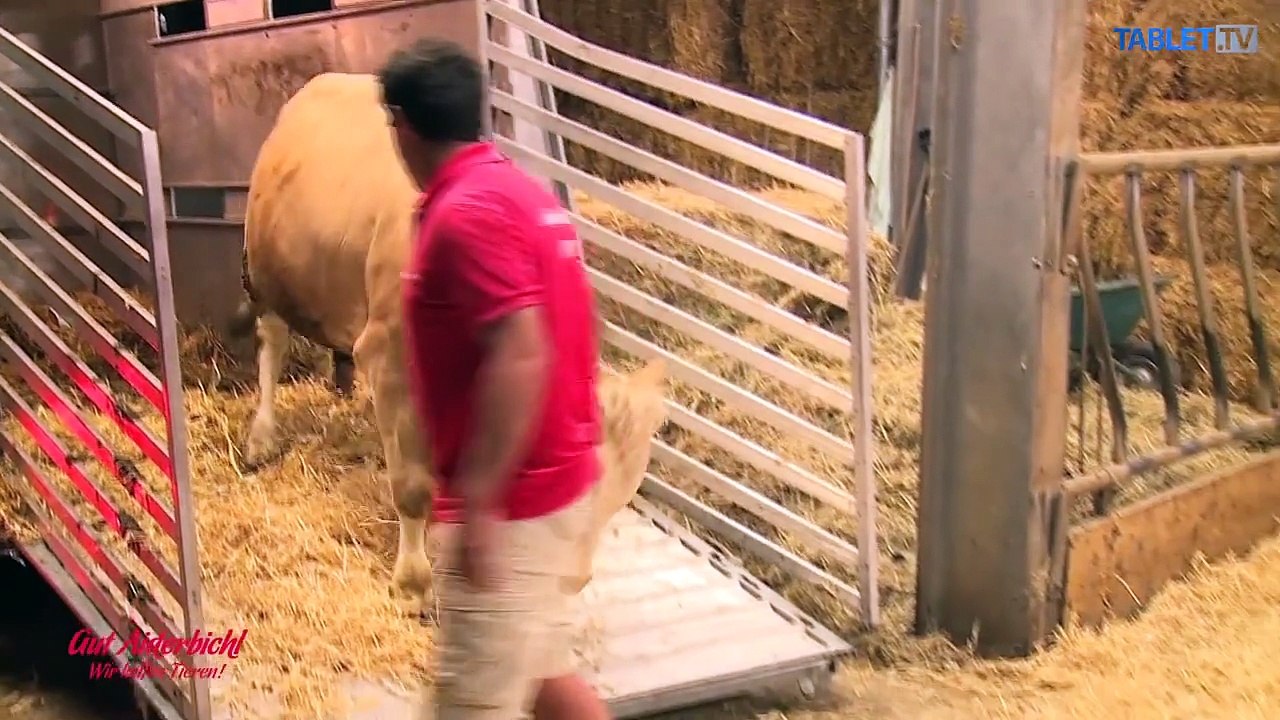 Nekonečná radosť: Takto sa tešil býk, ktorý sa dostal na slobodu