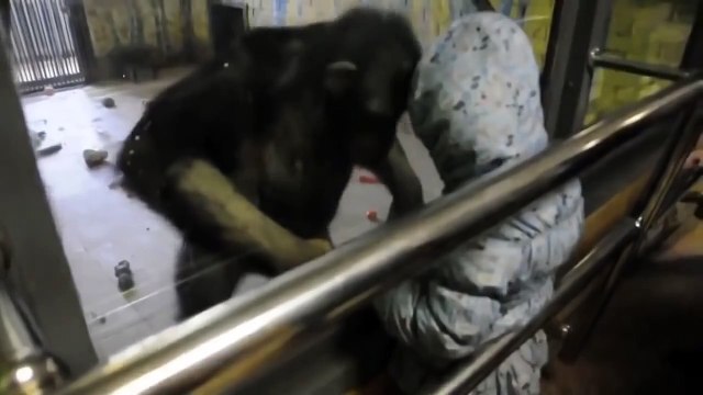 Никто не ожидал такого от шимпанзе!!!