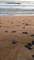 Soltura de tartarugas na Praia de Carapebus, na Serra