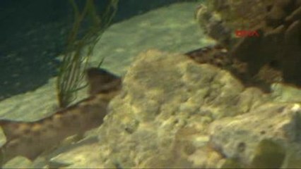 Dudak Uçuklatan Evinizdeki Okyanus Tasarımları 2