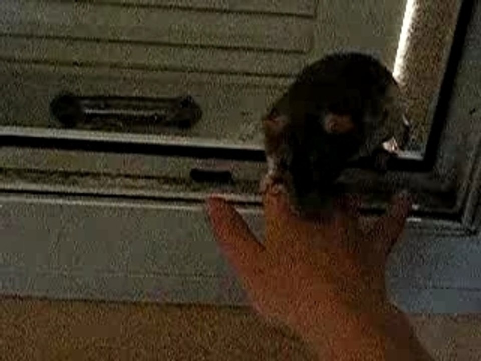 Video (2)