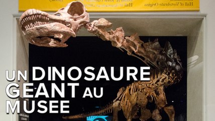 Titanosaure : le plus grand dinosaure du monde s’expose en timelaspe
