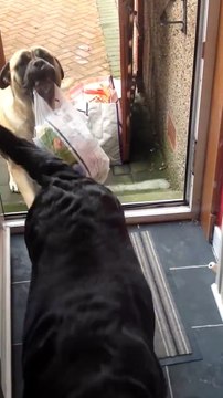 Awesome dog Millie helps carry shopping bags from the car