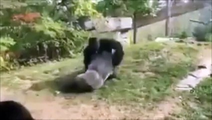 Baston entre deux gorilles dans un zoo
