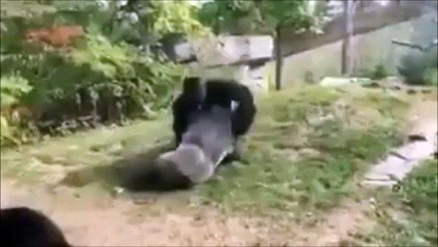 Baston entre deux gorilles dans un zoo