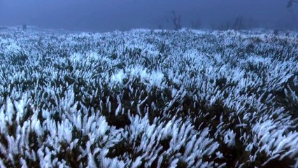 Laurent Ballesta a plongé dans les eaux glacées d'Antarctique, le royaume des manchots !