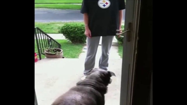 Ce chien attend qu on lui ouvre la porte.. qui est dejà ouverte...