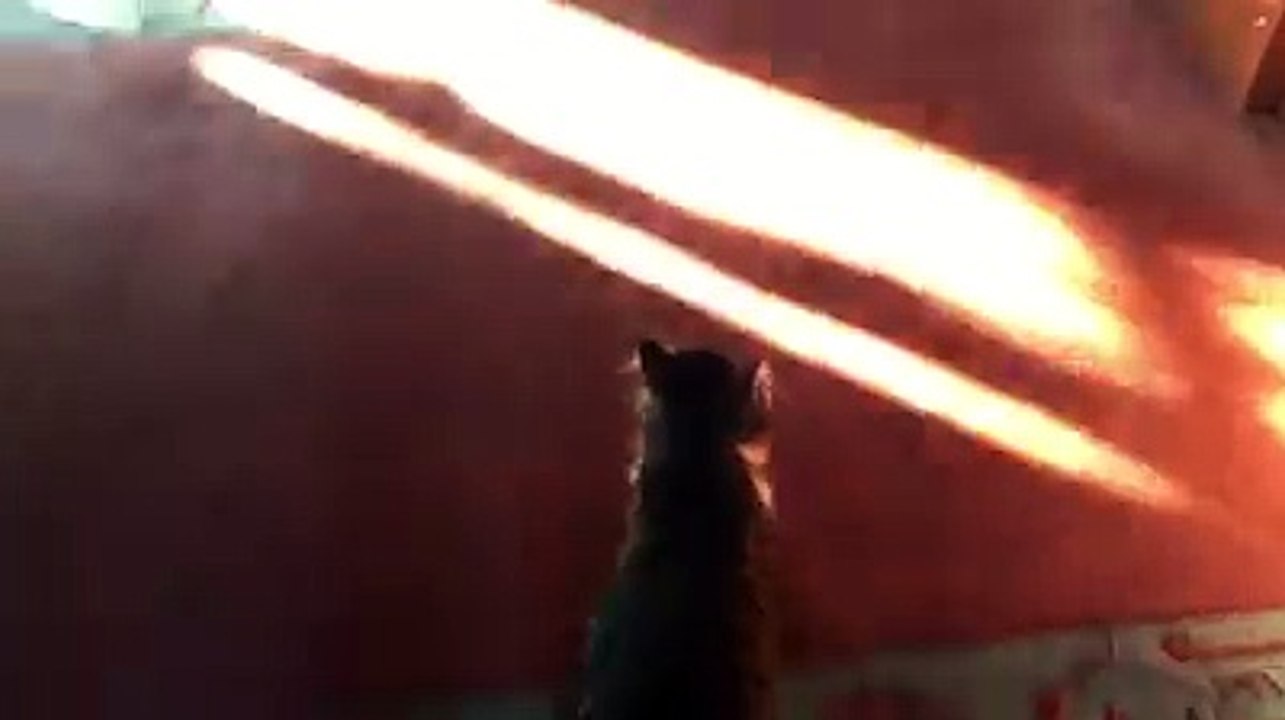 Un imam ouvre les portes de sa mosquée pour accueillir les chats errants