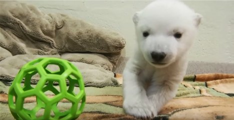 Un ourson polaire fête ses deux mois dans un zoo de Toronto
