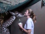 Bottle-Feeding Miles the Baby Giraffe Feast With the Beasts 200Baby Nyala Just Born  Baby Giraffe at the Zoo!