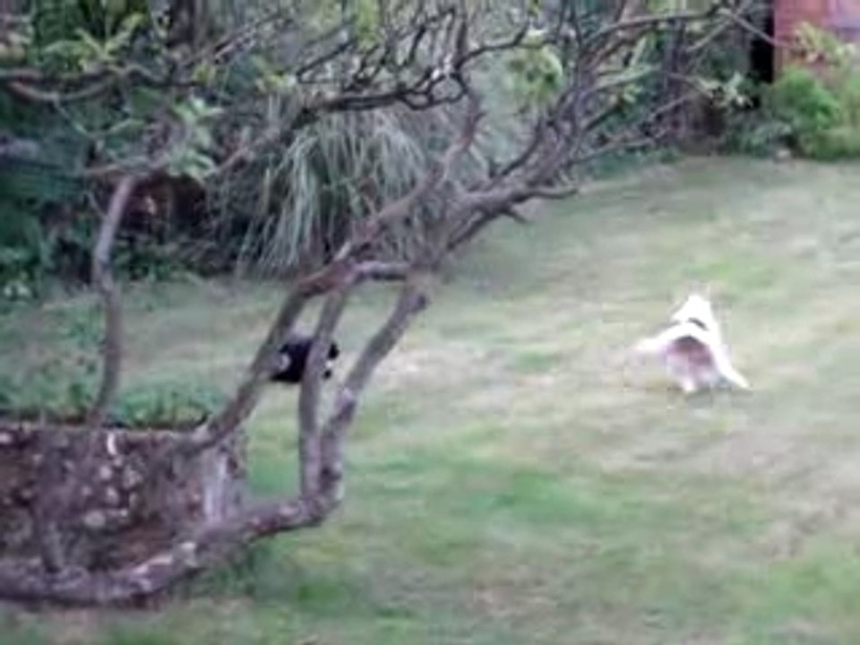 Panther on dog