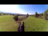 Funny Horses Horsing Around Compilation
