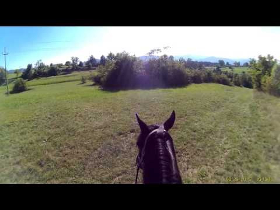 Funny dubstep comments: HORSES's dig bick