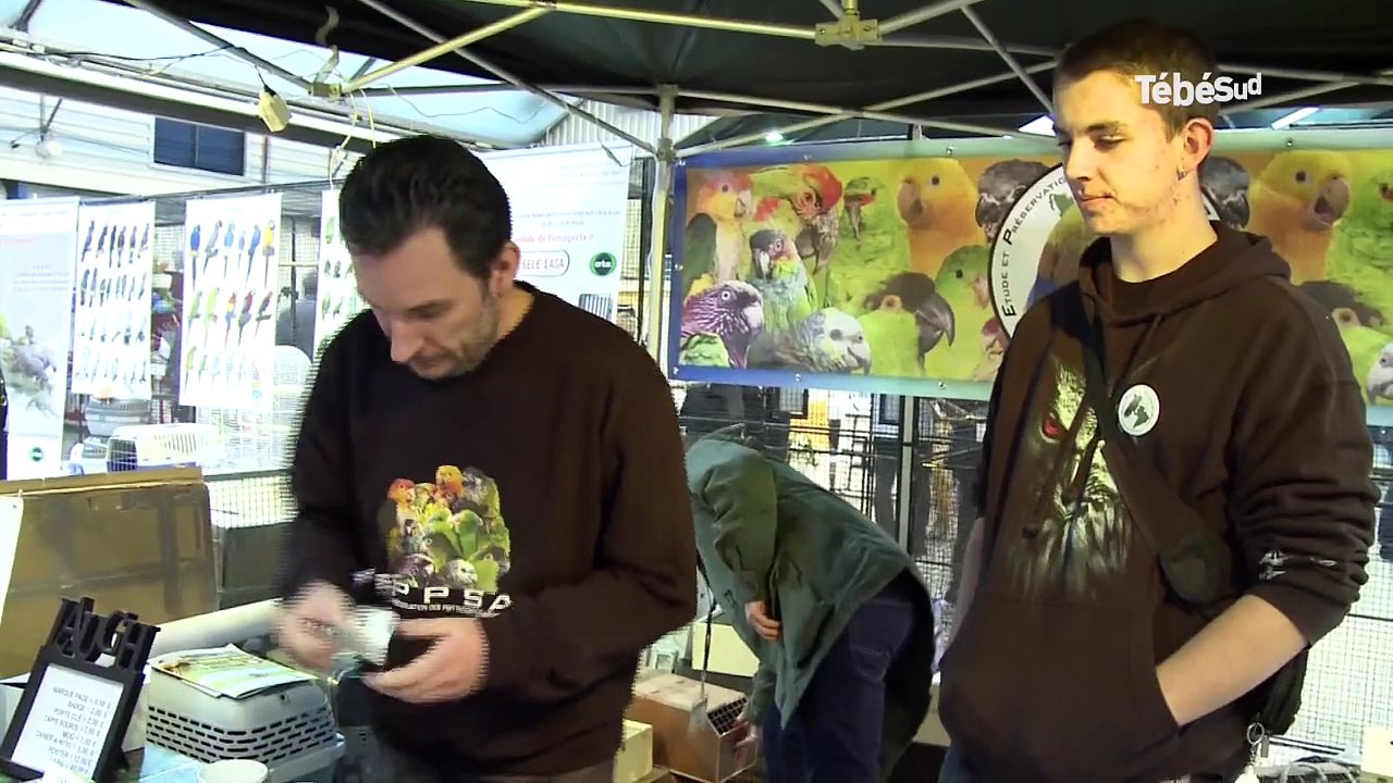 Foire aux oiseaux de Pontivy. Pour trouver l'oiseau rare