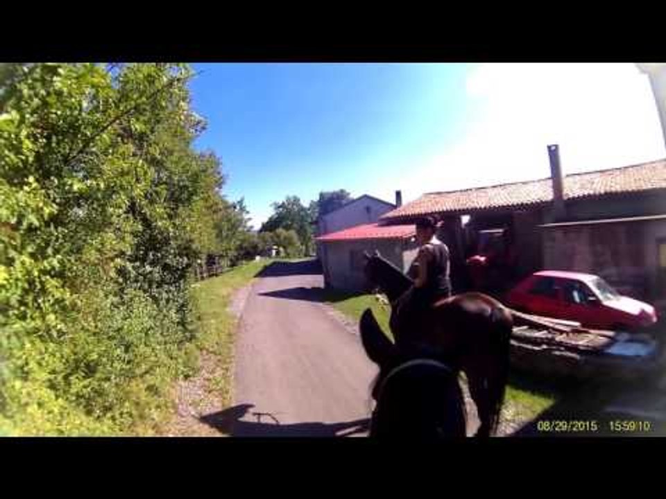 Funny Horse Videos 2015 | Top Funny Horses Video Full | Funny Horse Compilation