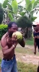 A man peeling a coconut with his teeth