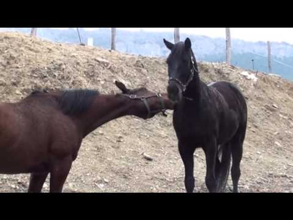 Wild Horses: Heist