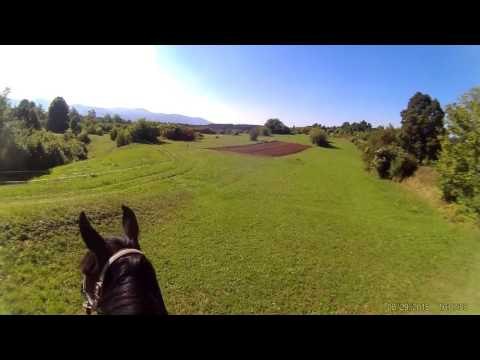 ᴴ ᴰ Caballos Boca el Farting Funny Horses Haz tu Humor Noises de Boca