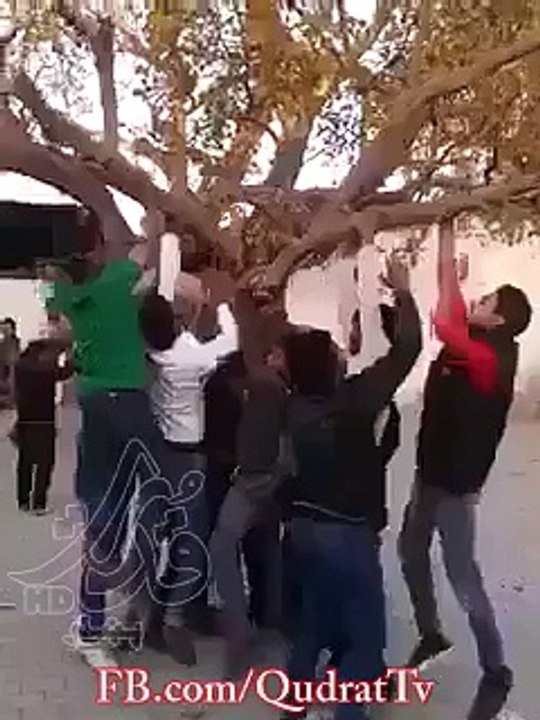 Aviation the trees ..-