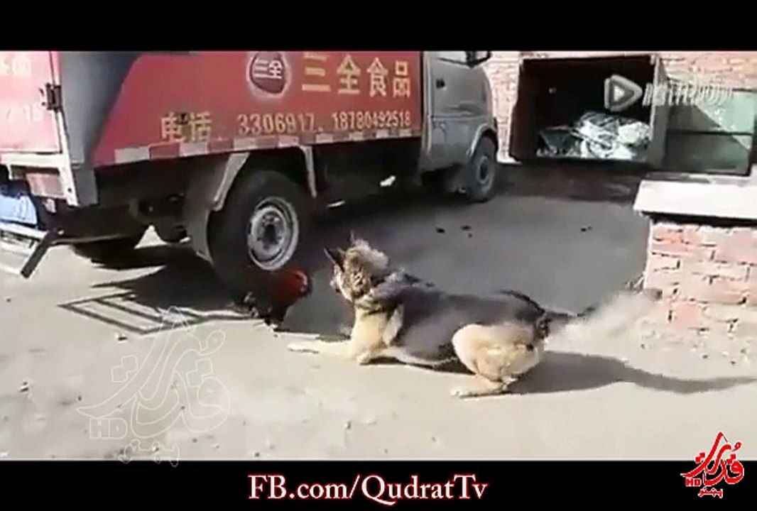 Doge and chekan Attack Funny