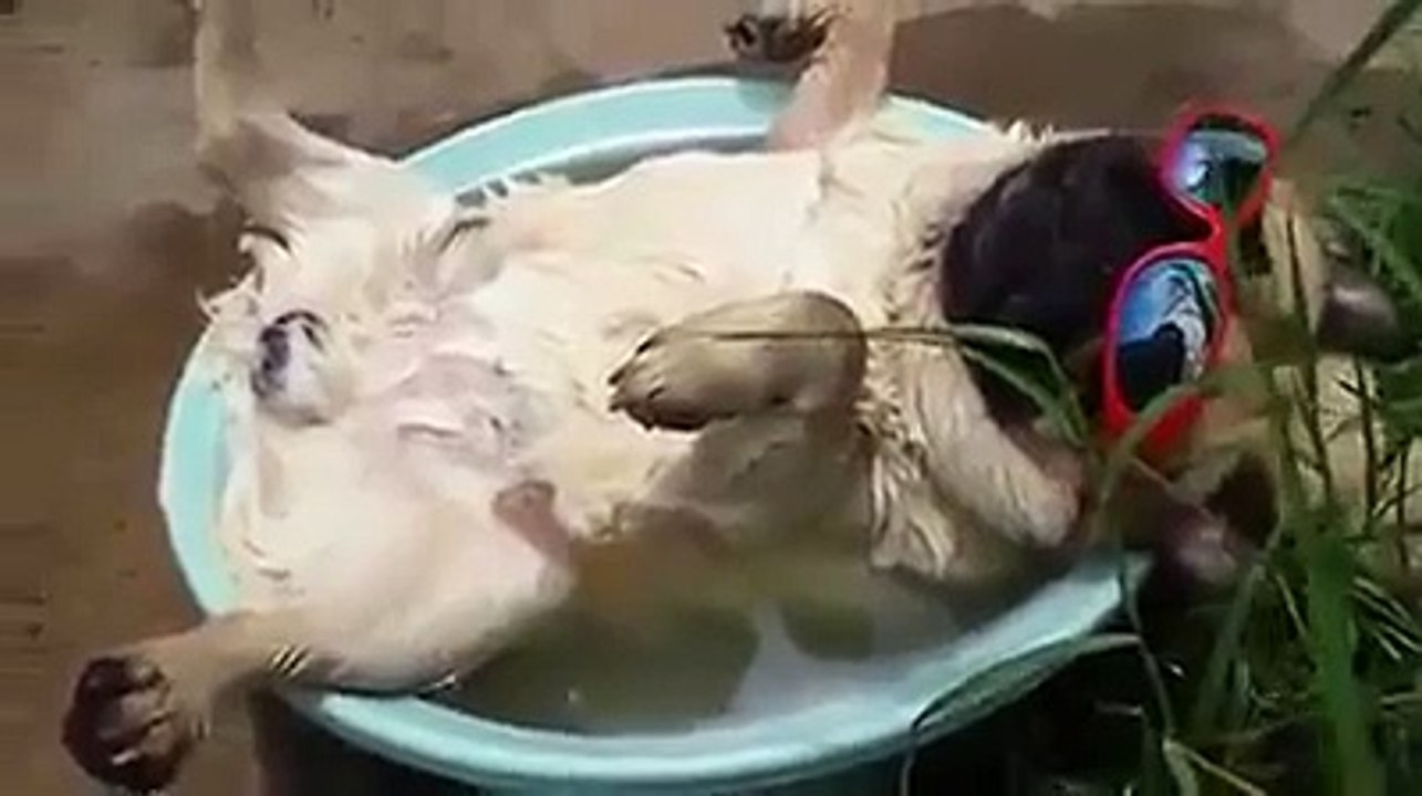 Este perro ronca en su baño