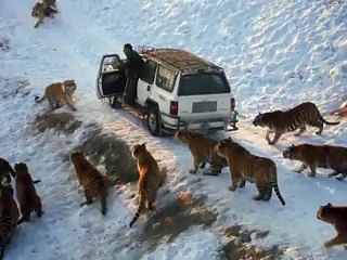 Onlarca Kaplanın Arasında Arabanın Kapısını Açtı Ve.. Yok Bö