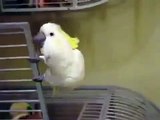 Cockatoo discovers he\'s going to the vet