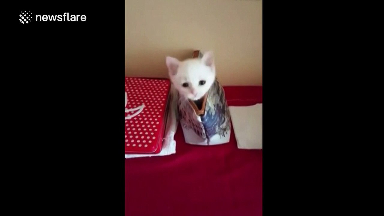 Tiny cat plays hide-and-seek with its owner