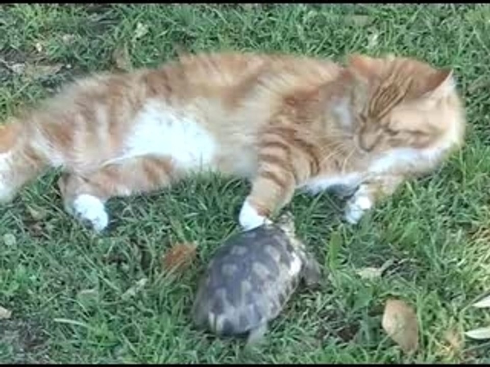tortue vs chat
