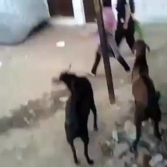 Hitting Goat