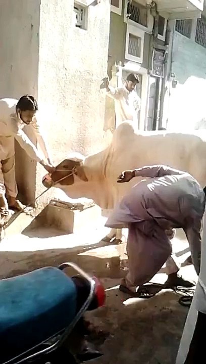 Funny Video