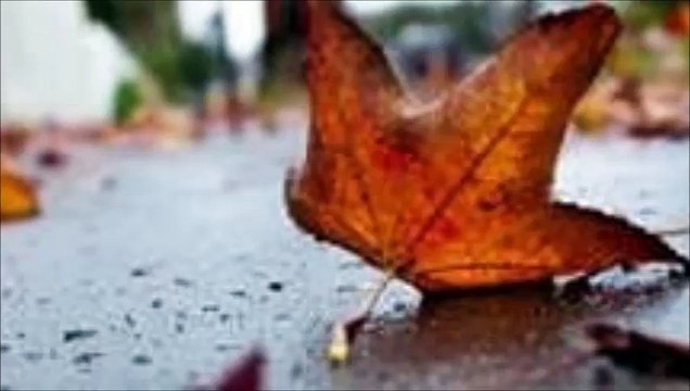 Валерий Растрига - Последний лист