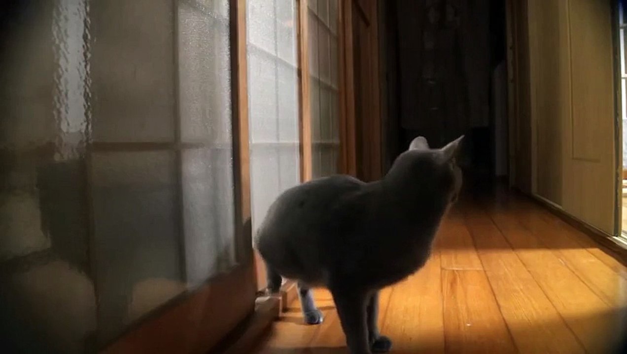 Кот, который умеет стучаться