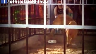 Lion attack on Man in Cage in Egypt