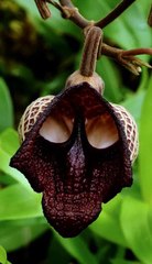 Darth_Vader_(Aristolochia_Salvadorensis)