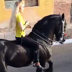 A Beauty! Beautiful Black Horse
