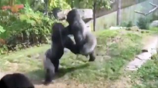 Watch two huge gorillas trade blows in furious zoo enclosure punch-up