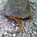 От черепахи такого точно не ожидал