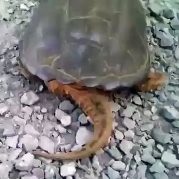 От черепахи такого точно не ожидал